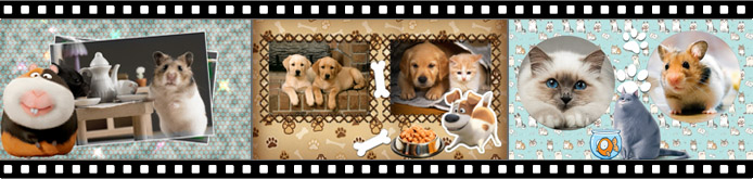 Pet slideshow template