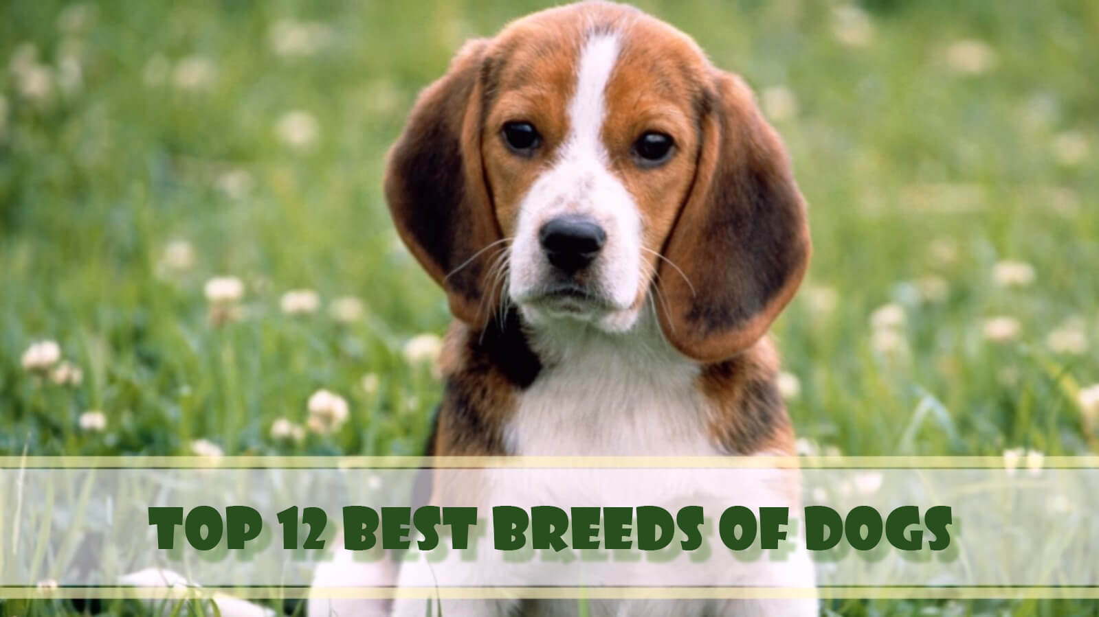 Puppy Slideshow Make The Cutest Video In 5 Steps